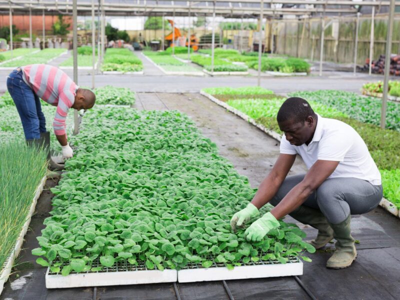 Agriculture Jobs in Spain With Visa Sponsorship 2026